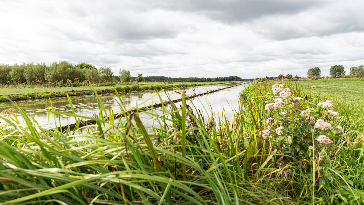 Natuurvriendelijke oever in Nederland
