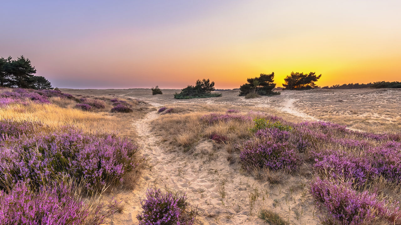 Zandpad door bloeiende paarse heide bij zonsopkomst met verspreide bomen – voorbeeld van natuurbeheer en landschapsherstel in Nederlandse natuurgebieden