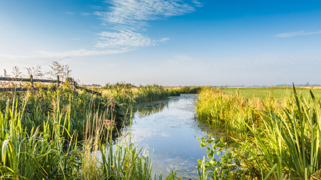 Natuurlijke Nederlandse moerasomgeving met helder stromend water, groene rietvelden en blauwe lucht – illustratie van ecologie, biodiversiteit en milieuexpertise van Tetra Tech