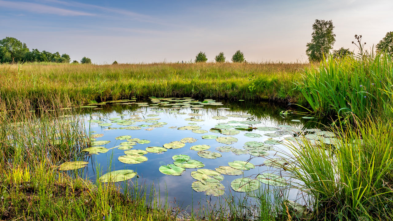Kleine poel met waterlelies omringd door hoog gras en bomen onder blauwe lucht – natuurlijke habitat en biodiversiteit in Nederlandse landschappen