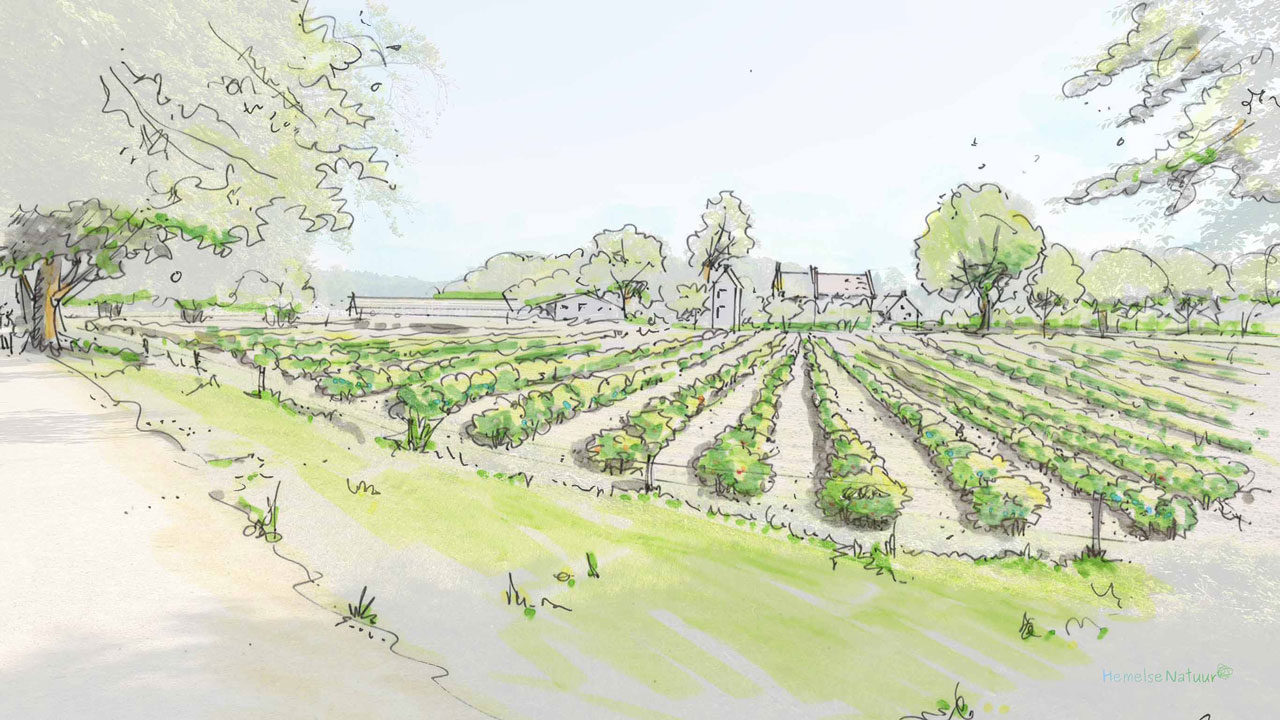 Ruraal landschap met akkers en bomen – biodiversiteit als fundament voor duurzame landbouw en een gezonde leefomgeving