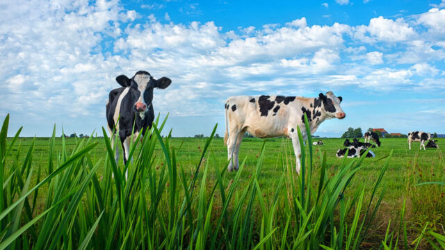 Koeien in groene weide onder blauwe lucht – biodiversiteit als drijvende kracht voor een gezonde leefomgeving en duurzaam landgebruik