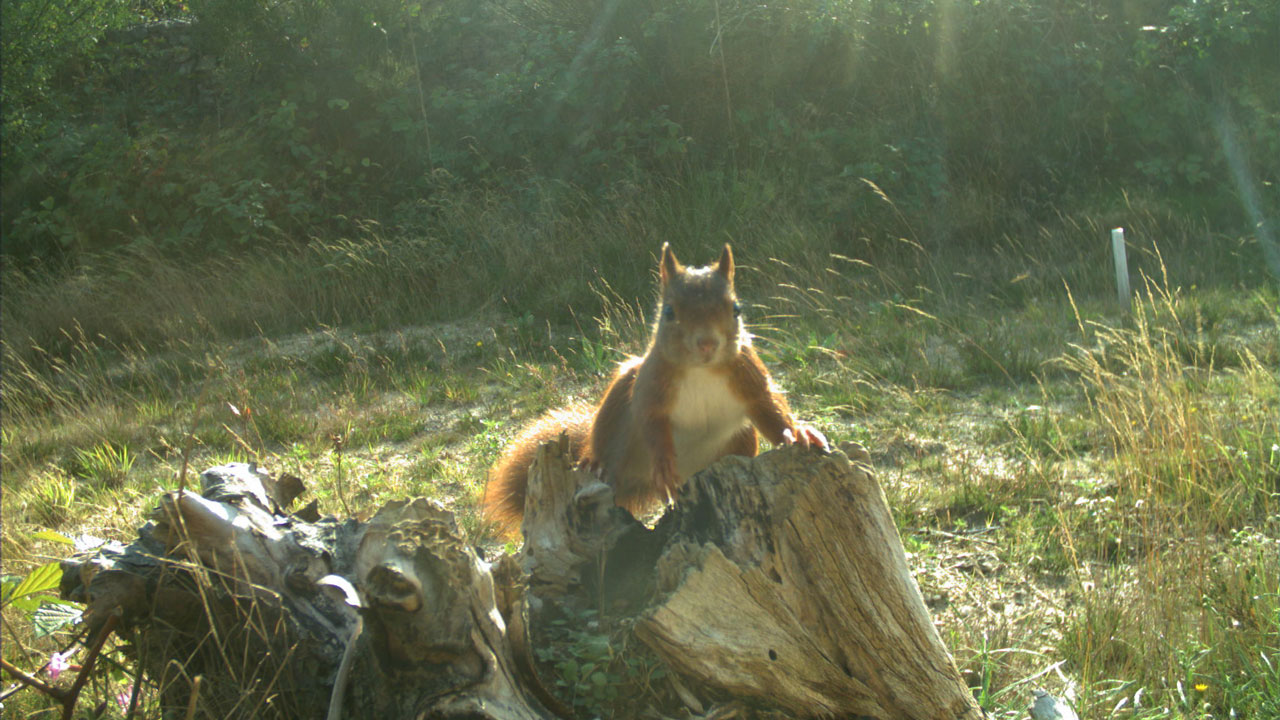 Eekhoorn op boomstronk in bosrijke omgeving, symbool voor biodiversiteit en veilige oversteek via natuurbruggen voor dieren