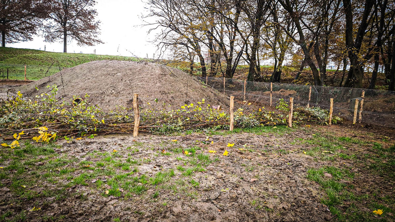 Aangelegde dassenburcht met omheining en takken in herfstlandschap – bescherming van leefgebied in balans met ruimtelijke ontwikkeling