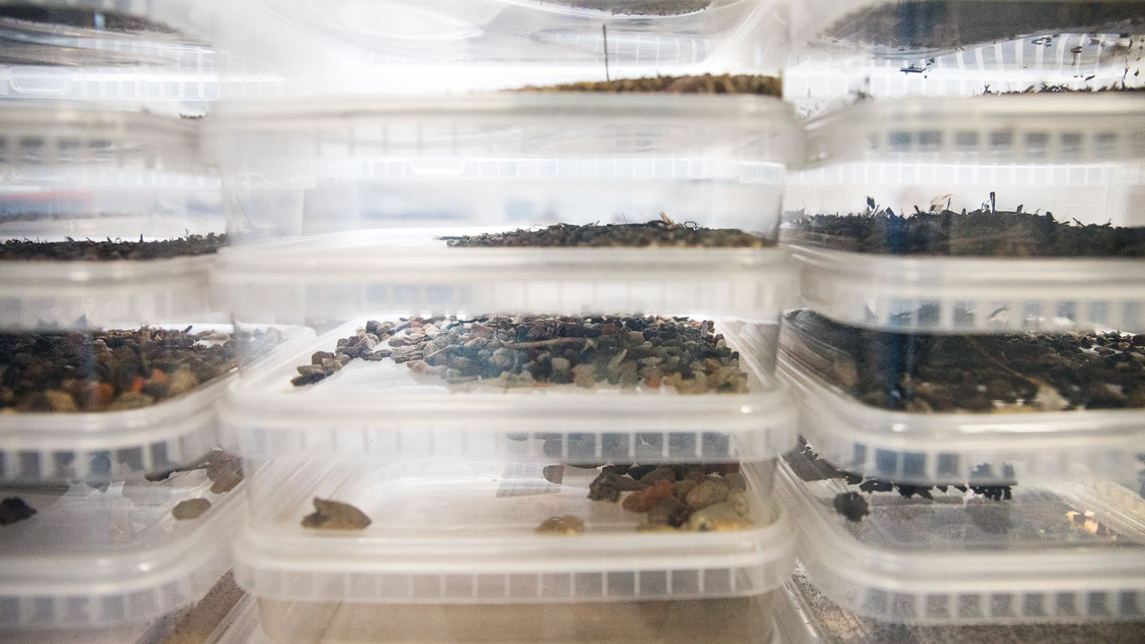 Transparante bakken met oefenmateriaal voor training in het herkennen van asbesthoudende toepassingen