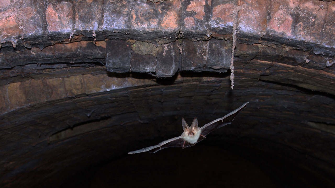 Vleermuis vliegt door gemetselde boogbrug in Naarden, vastgelegd tijdens inspectie door Tetra Tech van rijksmonumentale constructie