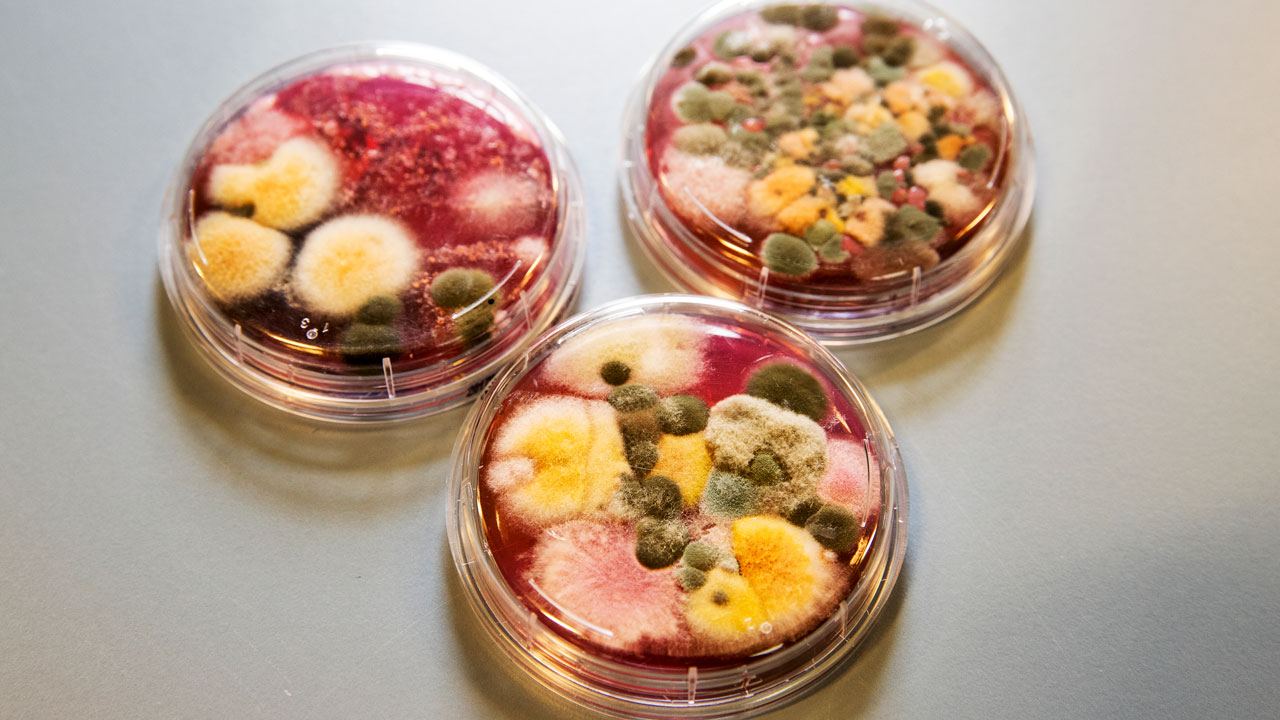 Petri-schalen met diverse microbiële kolonies voor endotoxine-analyse in Tetra Tech-laboratorium – schimmels en bacteriën zichtbaar