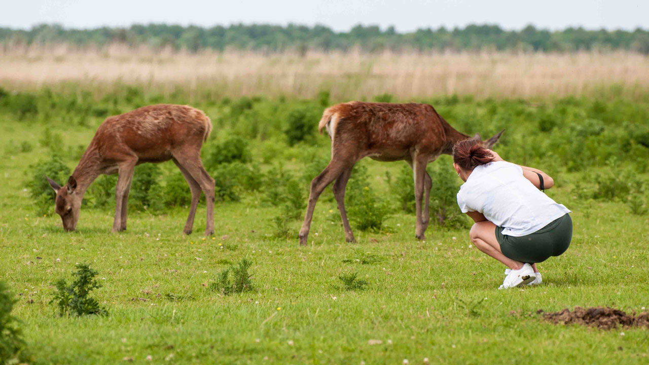 Fotograaf legt grazende edelherten vast in de Oostvaardersplassen, tijdens ecologisch onderzoek en natuurbeheer door Tetra Tech