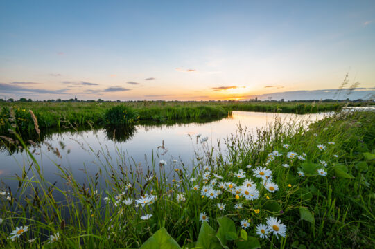 Natuurlijke Nederlandse moerasomgeving met helder stromend water, groene rietvelden en blauwe lucht – illustratie van ecologie, biodiversiteit en milieuexpertise van Tetra Tech