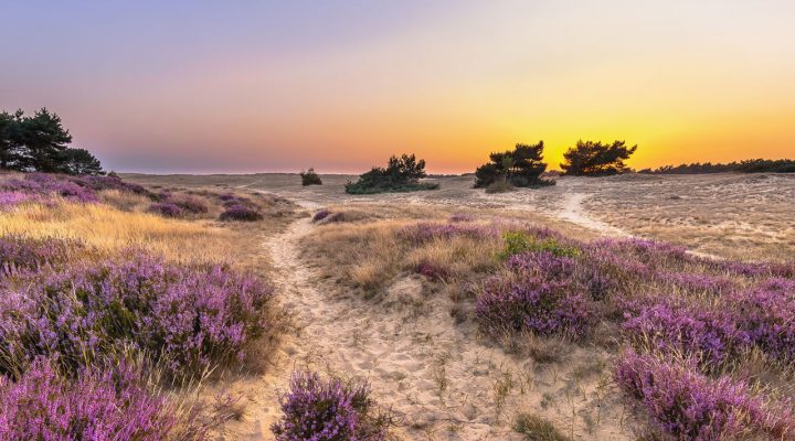 Zandpad door bloeiende paarse heide bij zonsopkomst met verspreide bomen – voorbeeld van natuurbeheer en landschapsherstel in Nederlandse natuurgebieden