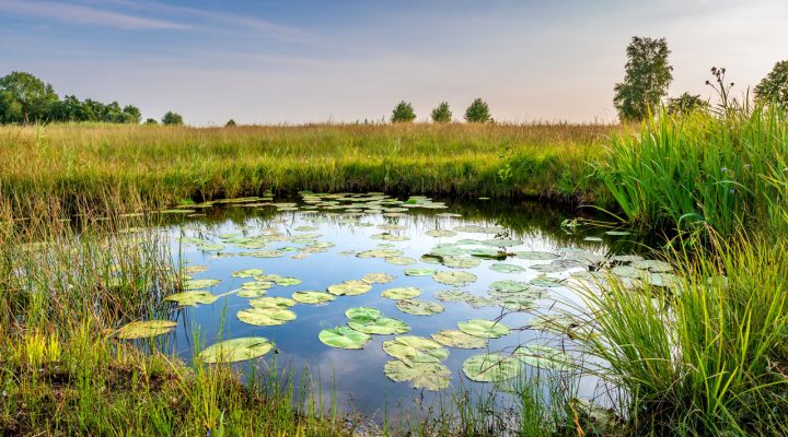 Kleine poel met waterlelies omringd door hoog gras en bomen onder blauwe lucht – natuurlijke habitat en biodiversiteit in Nederlandse landschappen